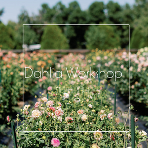 Dahlia Workshop