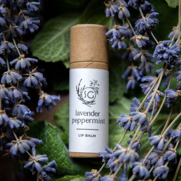 Lip balm with lavender peppermint scent surrounded by lavender flowers