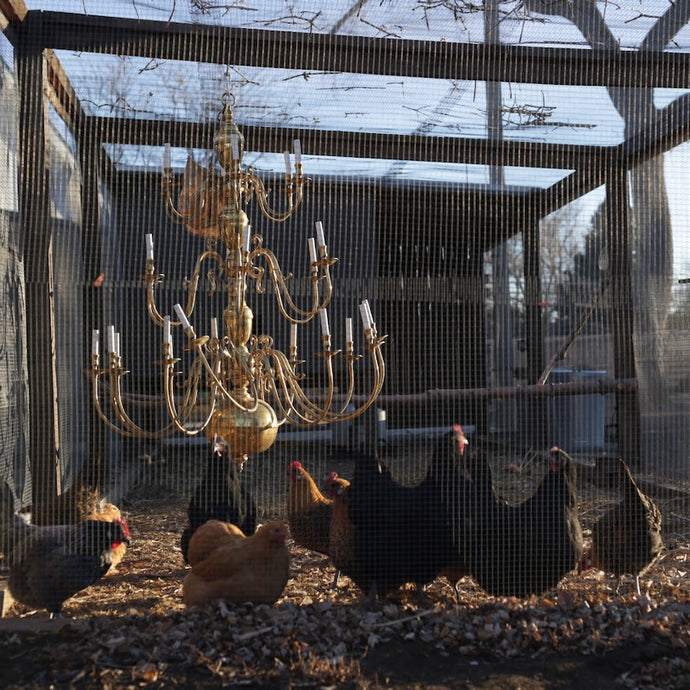 Chandelier hanging above chickens in a pen