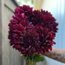 Load image into Gallery viewer, Dahlia, Hollyhill Black Beauty
