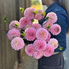 Load image into Gallery viewer, Dahlia, Wizard of Oz