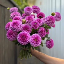 Load image into Gallery viewer, Dahlia, Jowey Frambo Look Alike