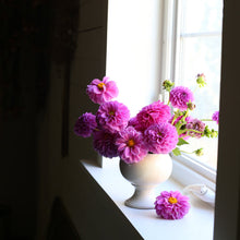 Load image into Gallery viewer, Dahlia, Jowey Frambo Look Alike