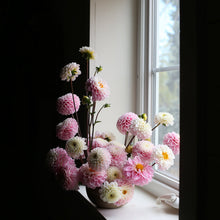 Load image into Gallery viewer, Dahlia, Wizard of Oz