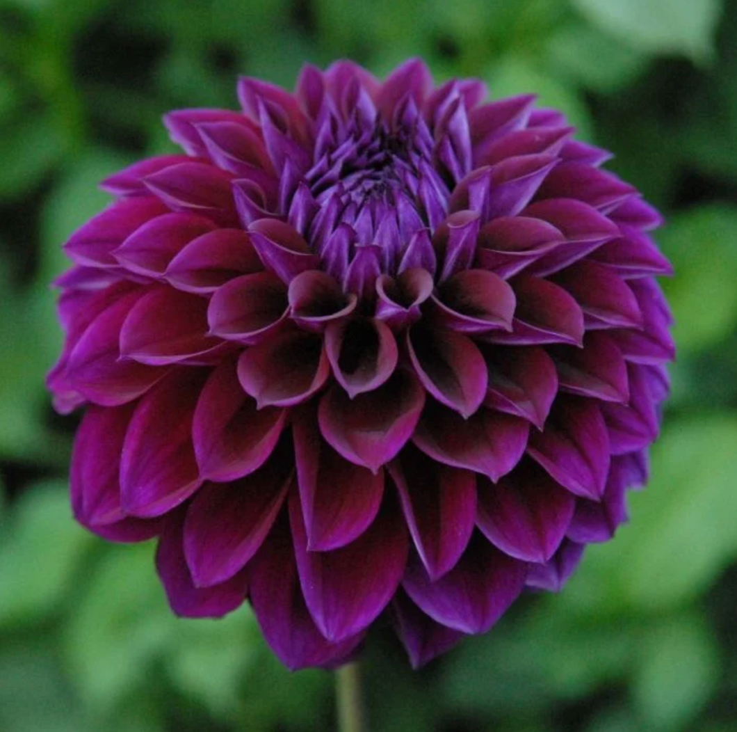 Dahlia, Diva
