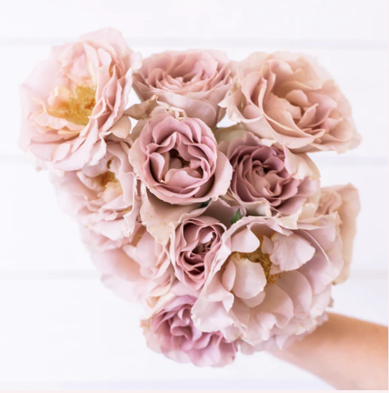 Bare Root Rose, Stephen Rulo