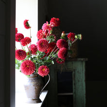 Load image into Gallery viewer, Dahlia, Cornel