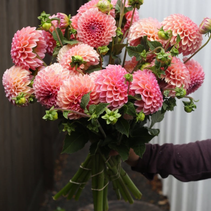 Dahlia Bunch, Ball or Decorative