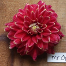 Load image into Gallery viewer, Dahlia, Mr. Optimist