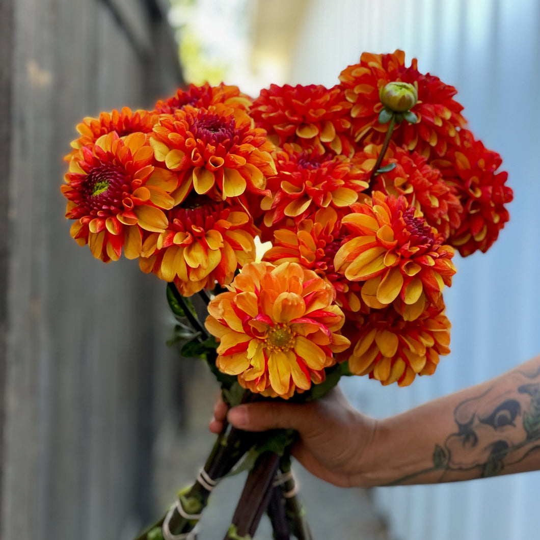 Dahlia, American Sunset