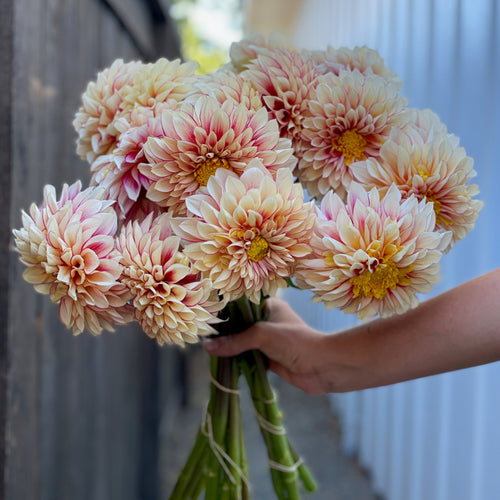 Dahlia, Polka