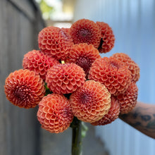 Load image into Gallery viewer, Dahlia, Cornel Bronze