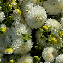 Load image into Gallery viewer, Dahlia, Boom Boom White
