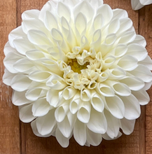 Load image into Gallery viewer, Dahlia, Boom Boom White