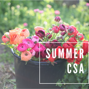 Summer CSA - GIFT
